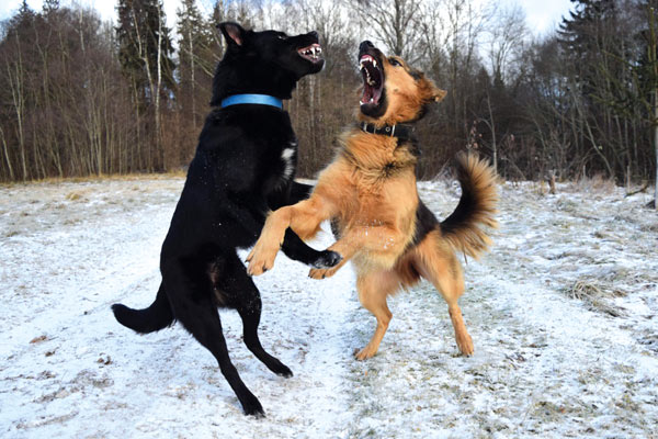 In Alto Adige quasi 500 morsi da cane l’anno